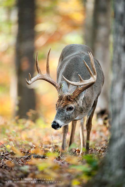 Deer Feed & Food Plot Mixes – Arnall Grocery