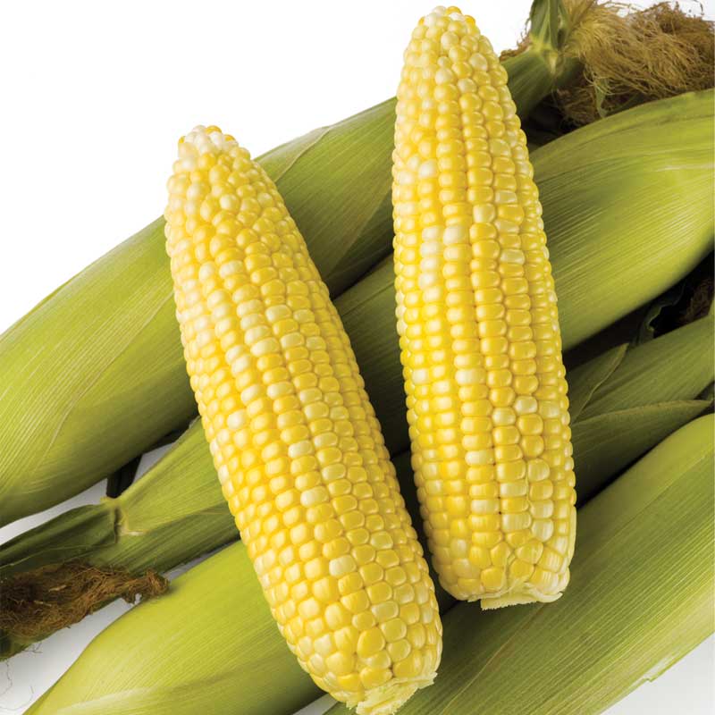 OBSESSION II ROUNDUP READY CORN SEED 25M