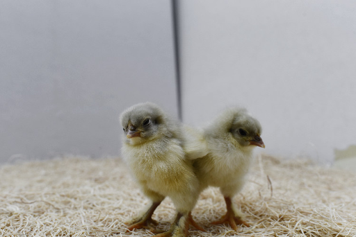 Splash Americana Chick