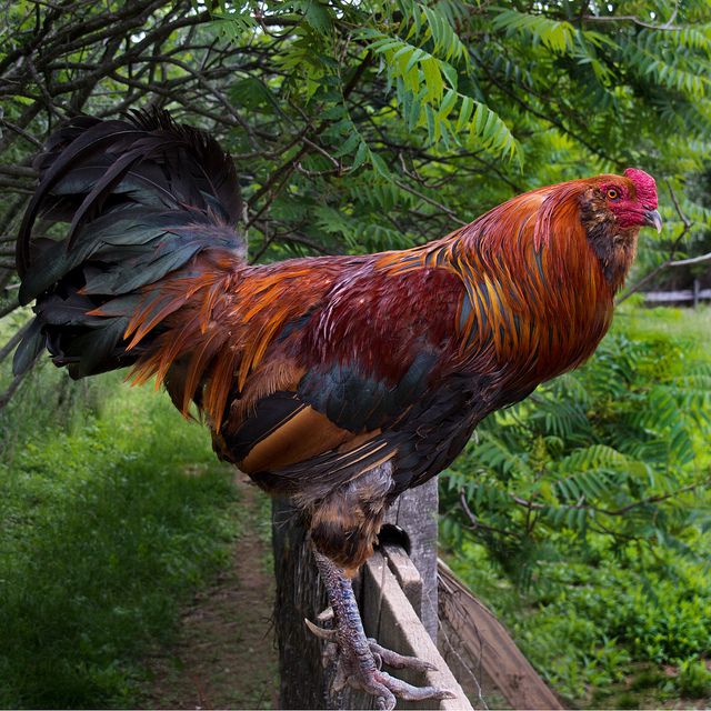 Americana Rooster