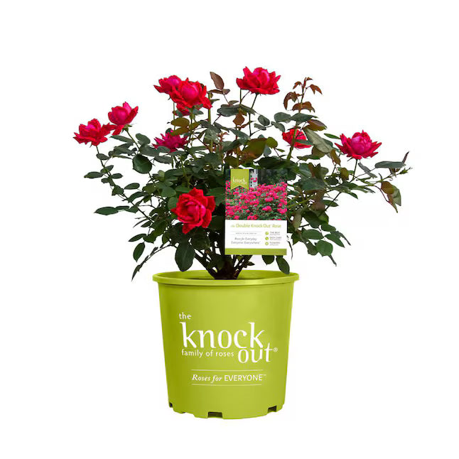 Froggy Bottom Knockout Roses 3 Gallon