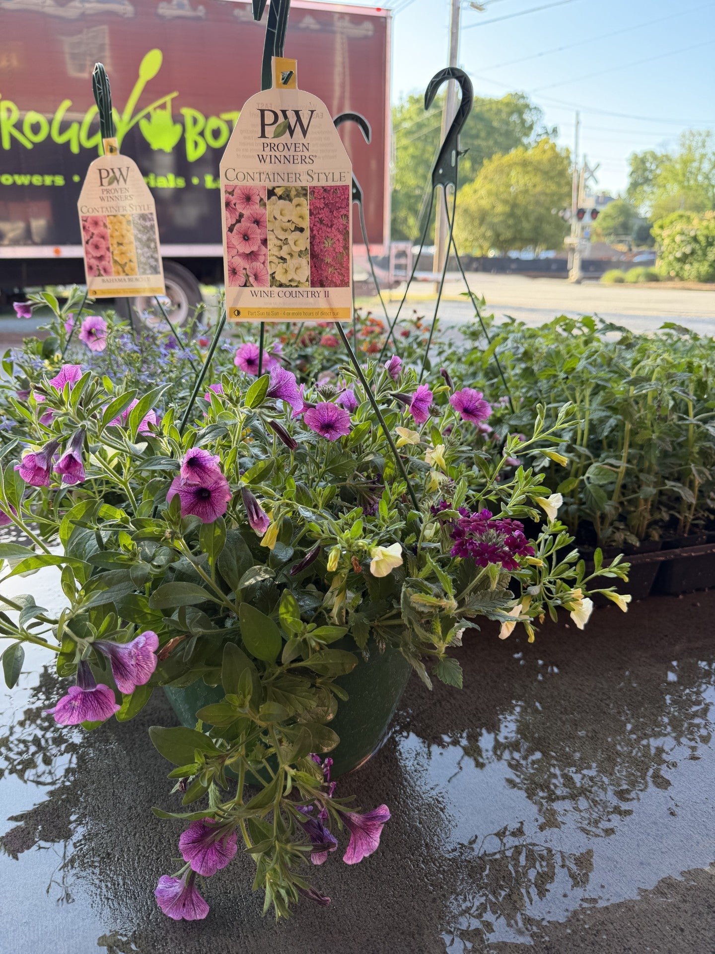 FROGGY BOTTOM HANGING BASKET