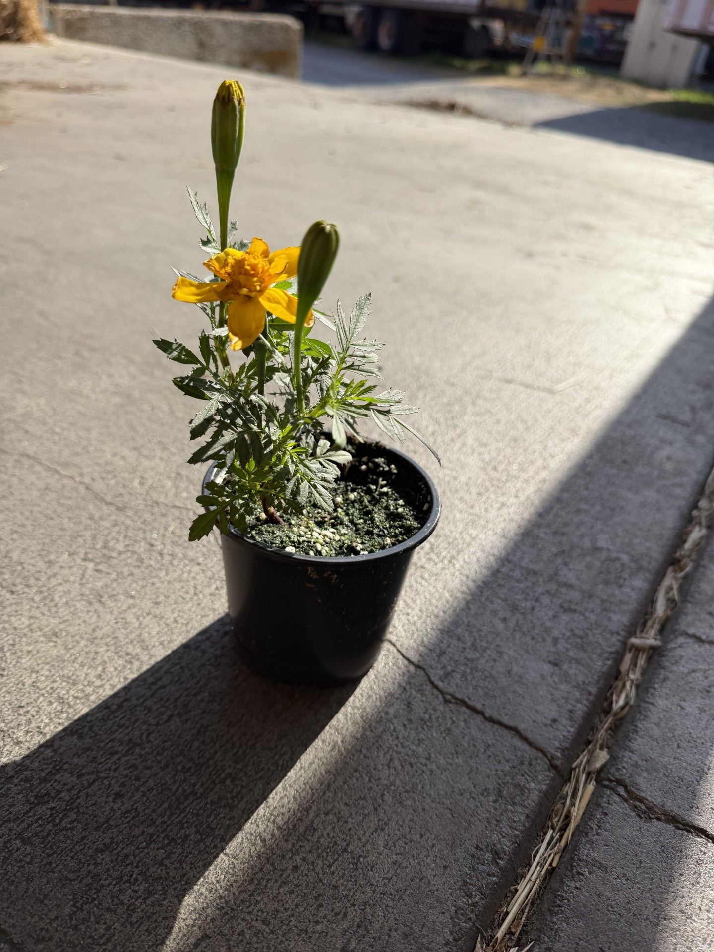 FROGGY BOTTOM MARIGOLD