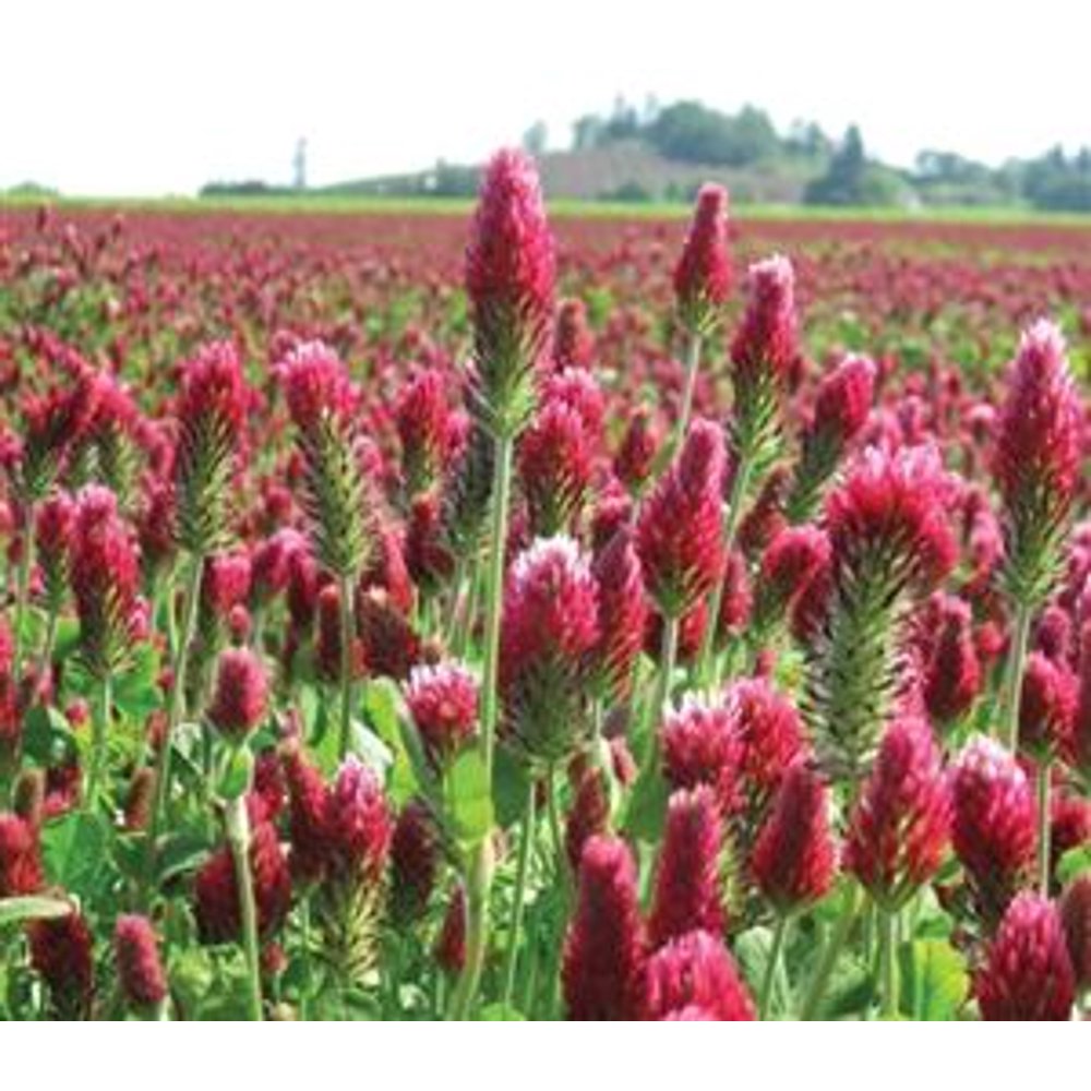 1LB COATED CRIMSON CLOVER