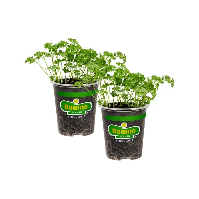 Plant Cup Veg 5''