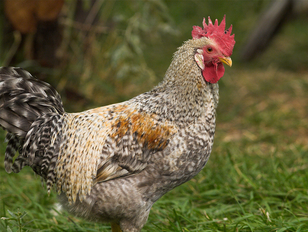 Cream Legbar Rooster