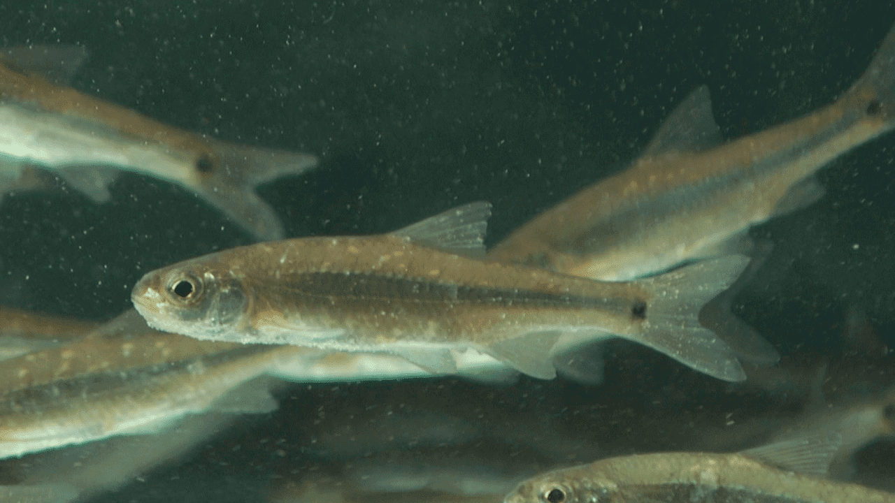 Small Crappie Minnows