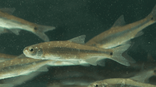 Small Crappie Minnows