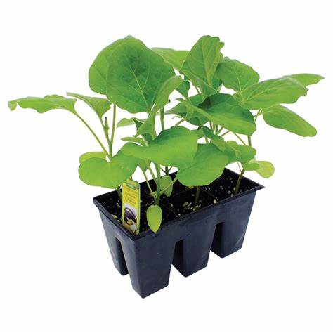 6 Pack Plant Veg