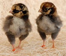 Gold Laced Wyandotte Male