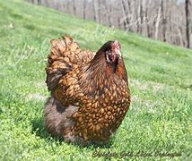 Chocolate Laced Gold Orpington Chick