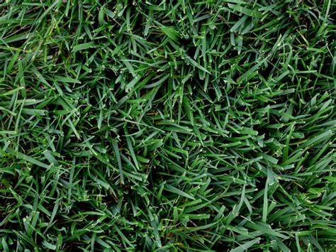 50LB TITAN GLX TALL FESCUE