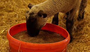 TRIPLE TRUST 16% SHEEP & GOAT POURED TUB 125#