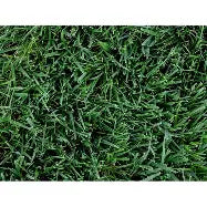 25lb Titan GLX Tall Fescue