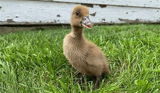 Straight Run Khaki Campbell Duck