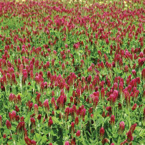 50LB CRIMSON CLOVER NOT COATED