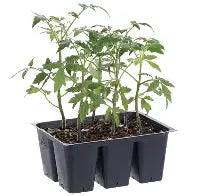 Froggy Bottom Vegetable 6 Pack