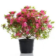 Froggy Bottom Azalea 1 Gallon