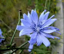 CHICORY 50LB