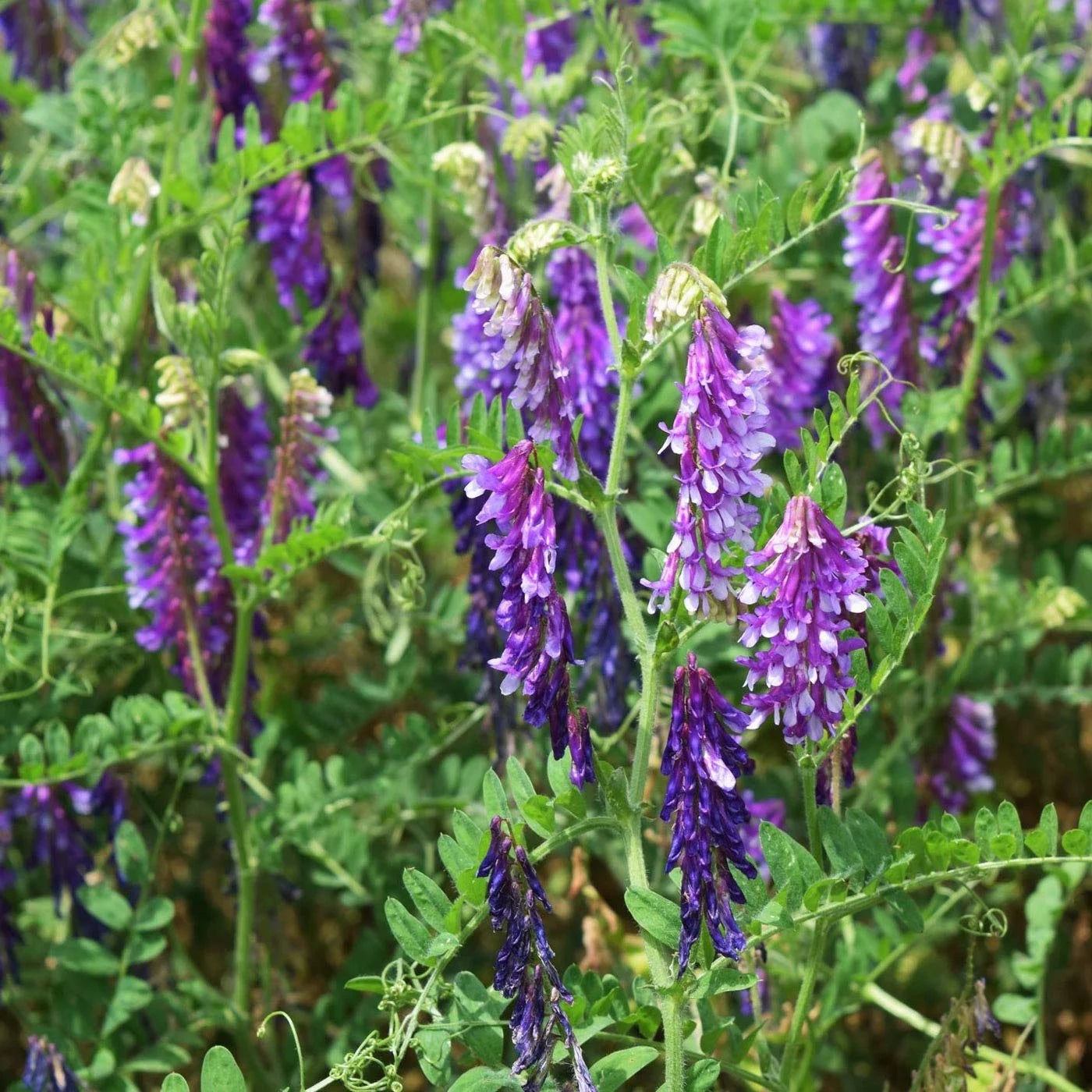 5lb Hairy Vetch