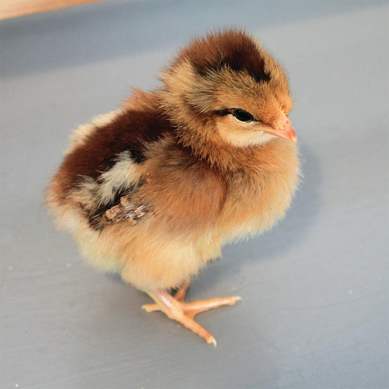 Welsummer Chick