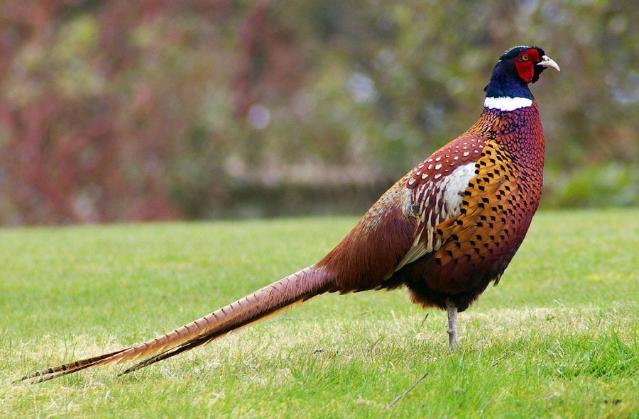 Ring Neck Pheasant