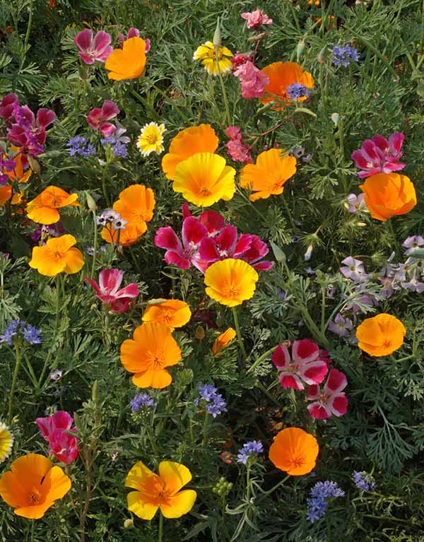 Colorful & Carefree Annual Wildflowers Cannister