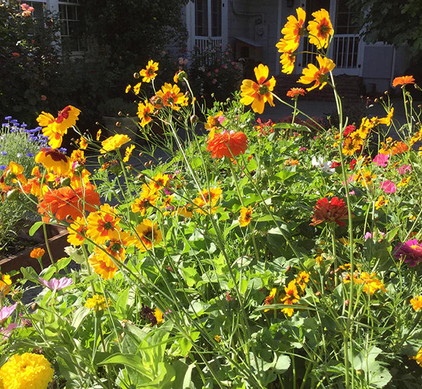 Colorful & Carefree Annual Wildflowers Cannister