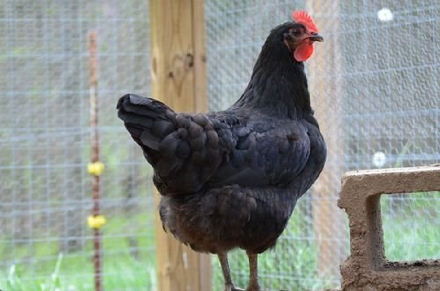 Black Jersey Giant Rooster