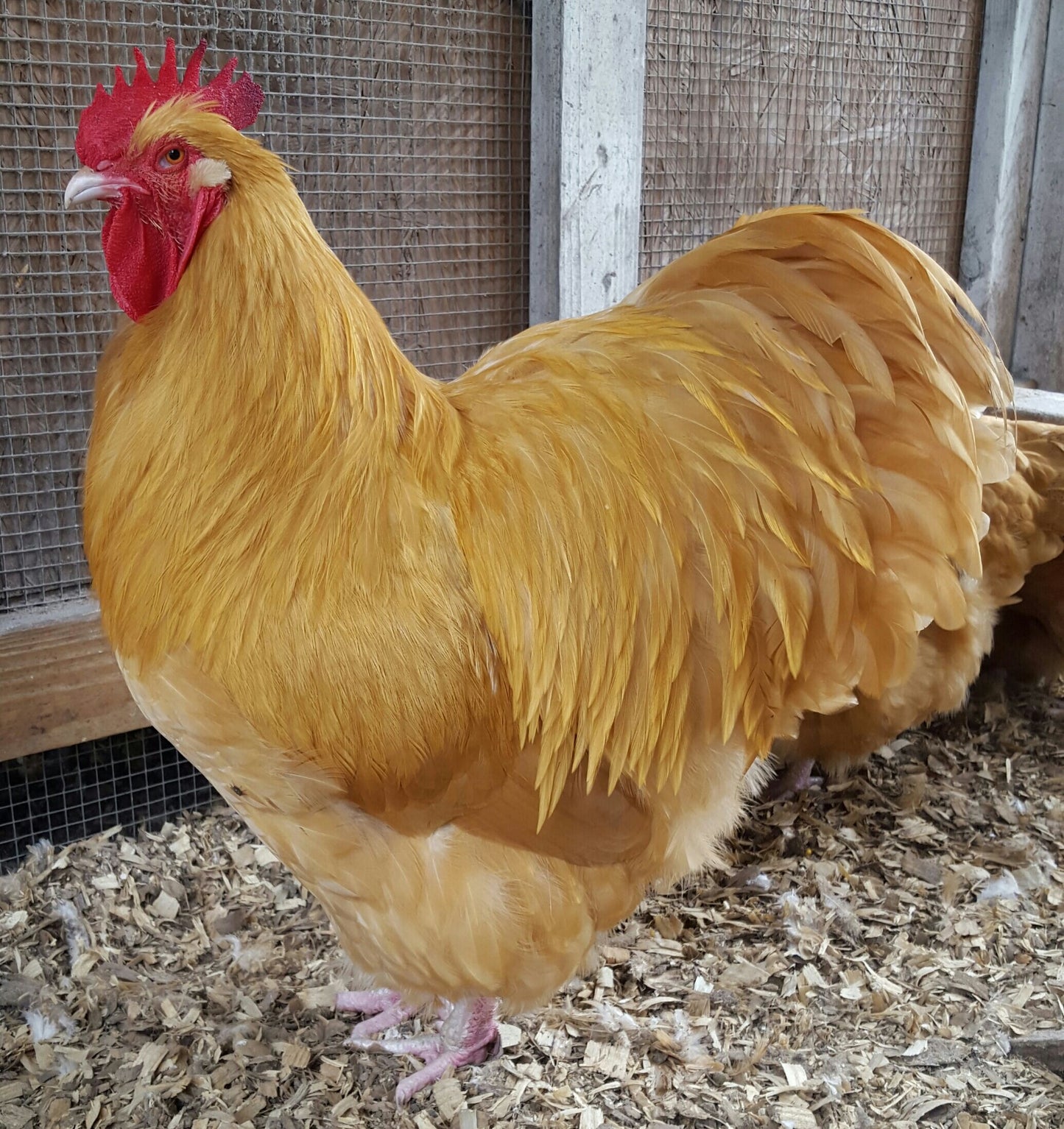 Buff Orpington Rooster