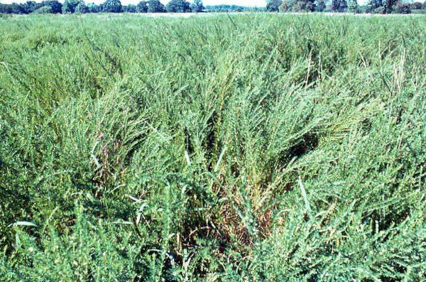 50lb Sericea Lespedeza Hulled