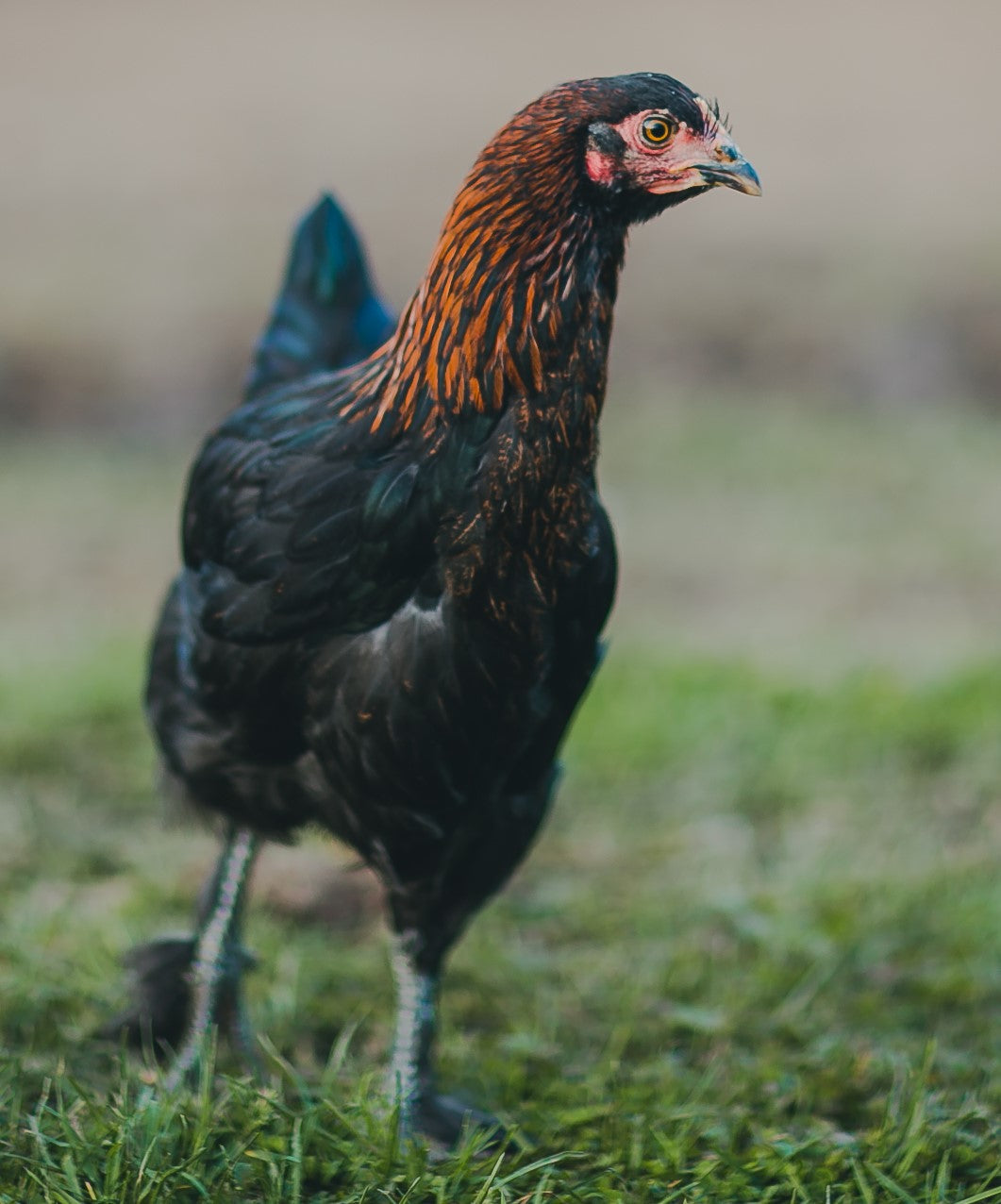 Black Copper Maran Chick