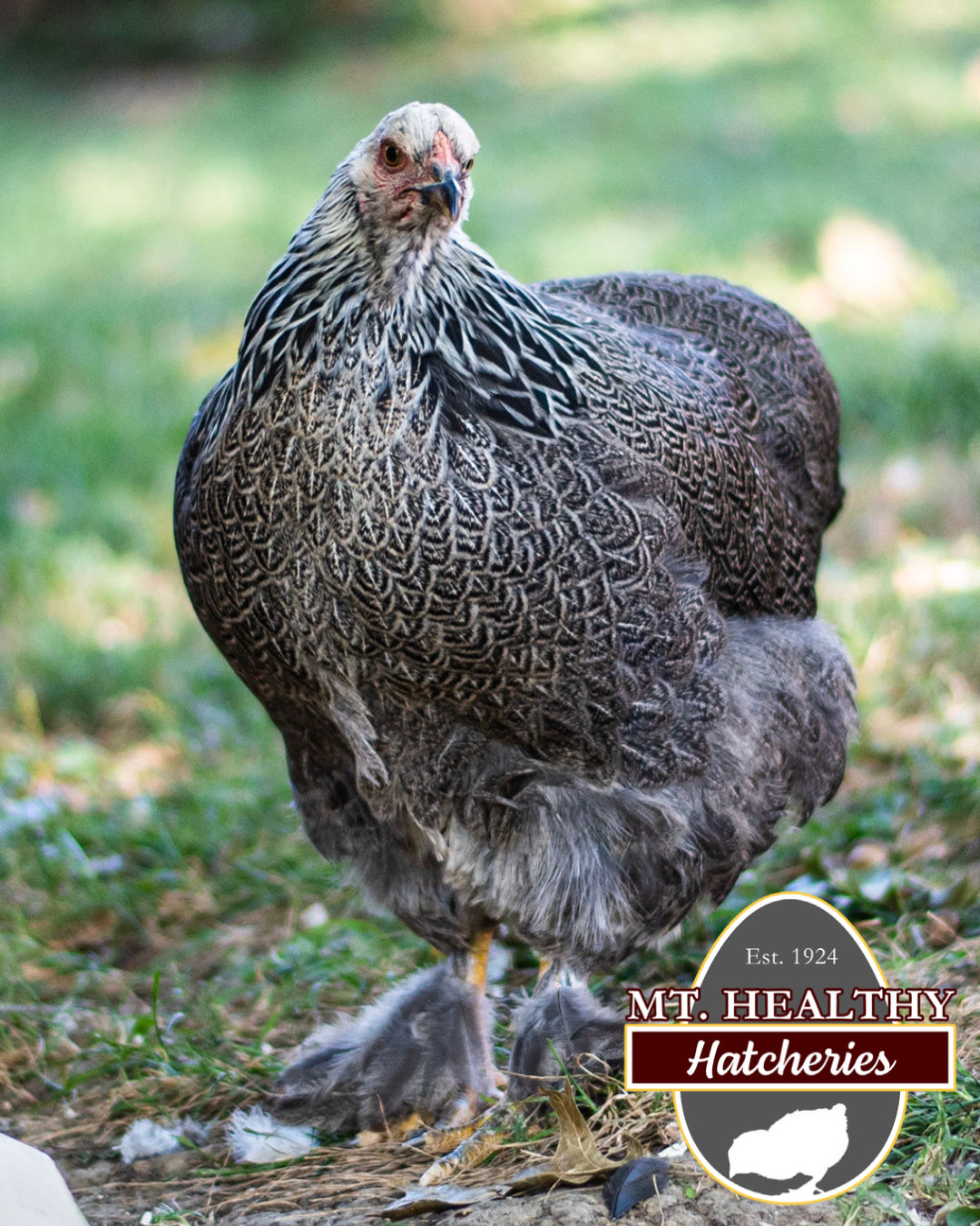 Dark Brahma Chick