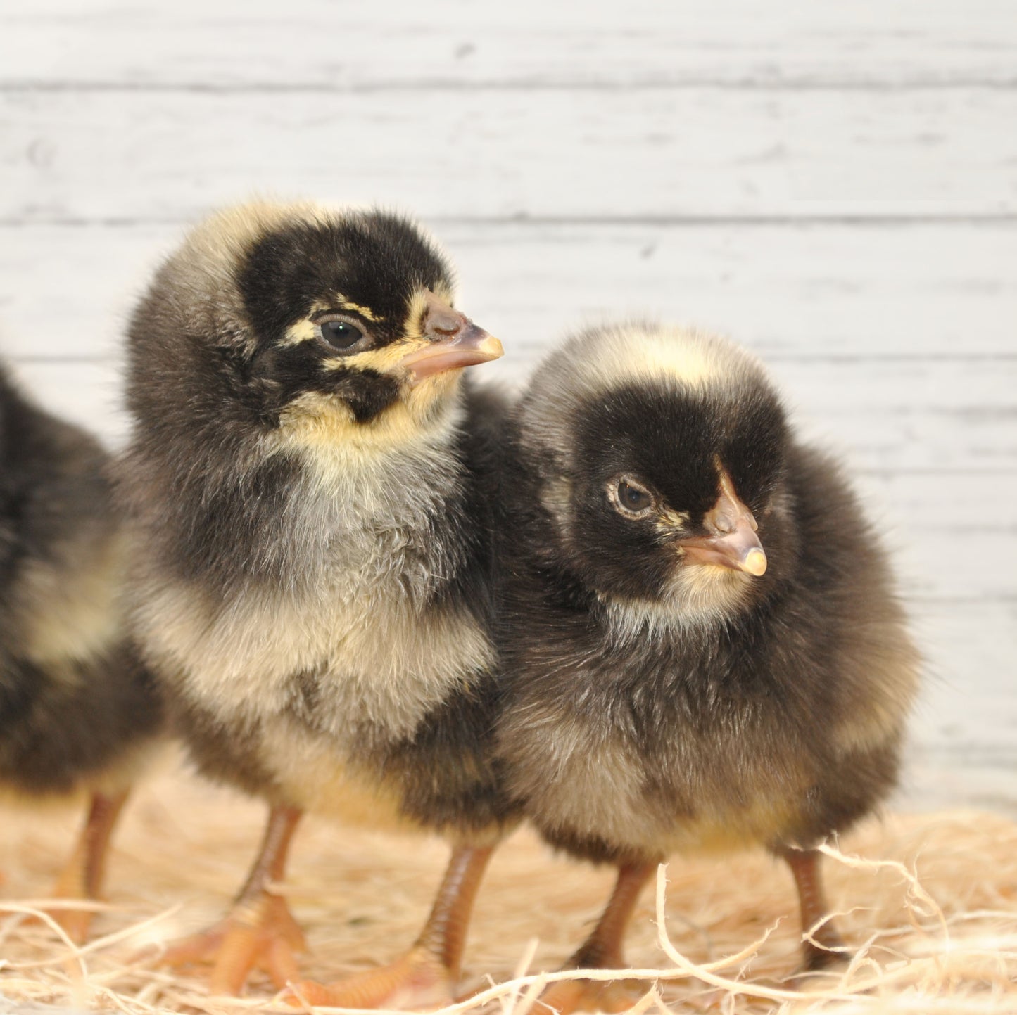 Barred Rock Rooster Chick
