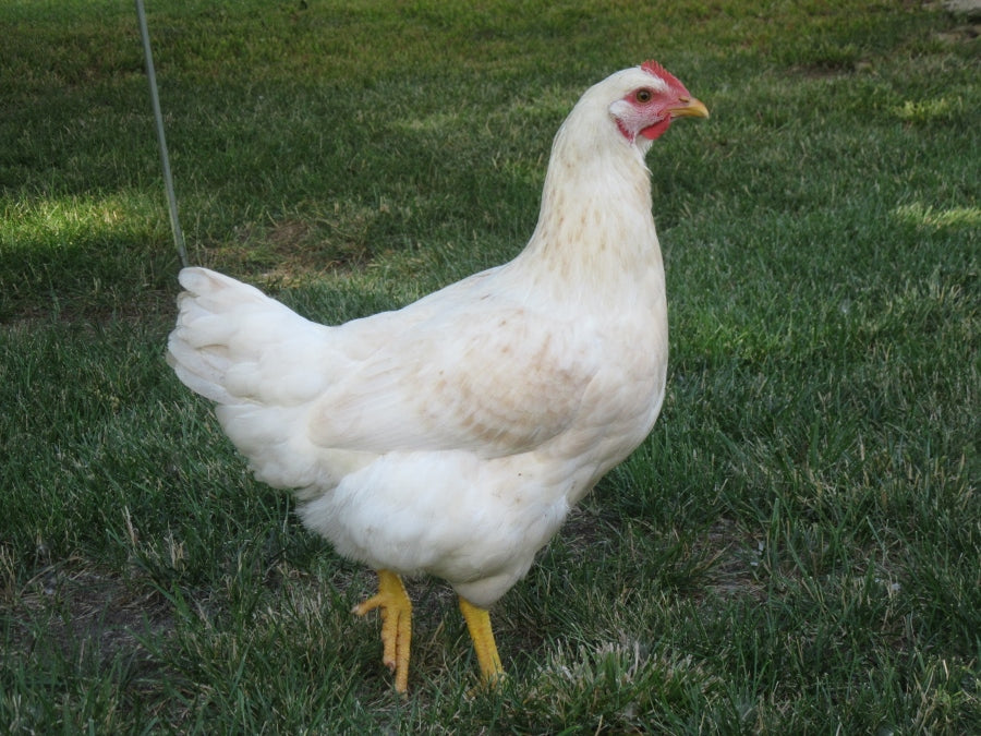 Amberlink Chick
