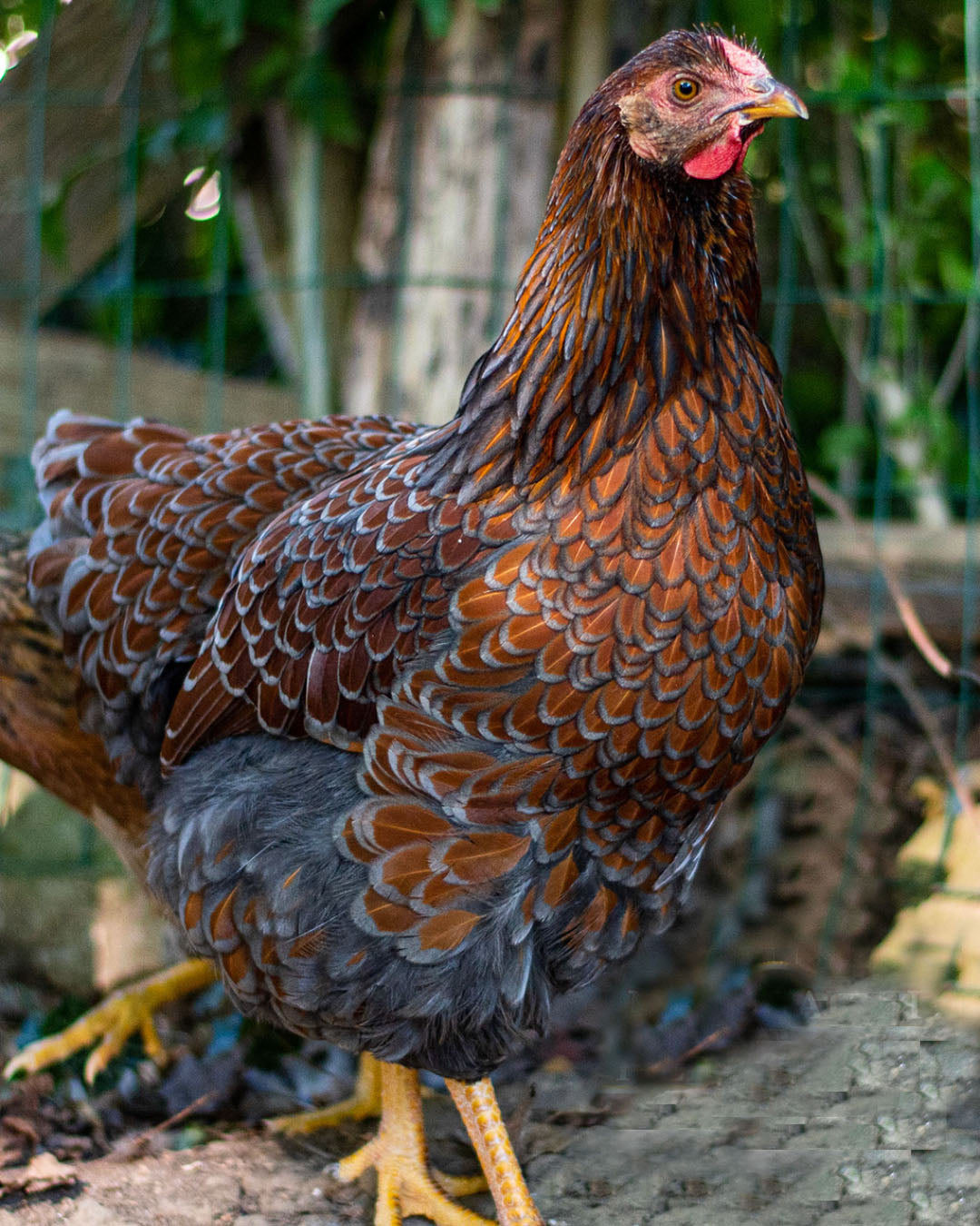 Blue Laced Red Wyandotte Chick