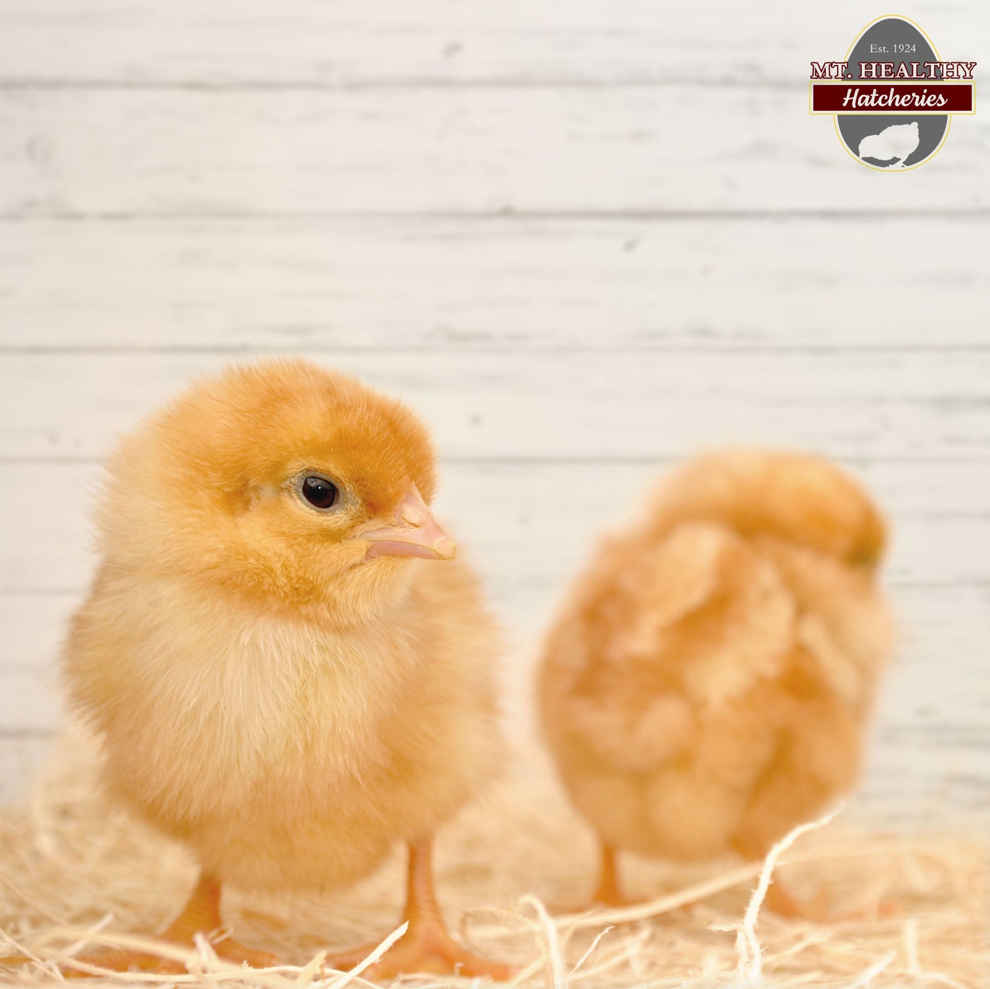 Gold Comet Rooster Chick