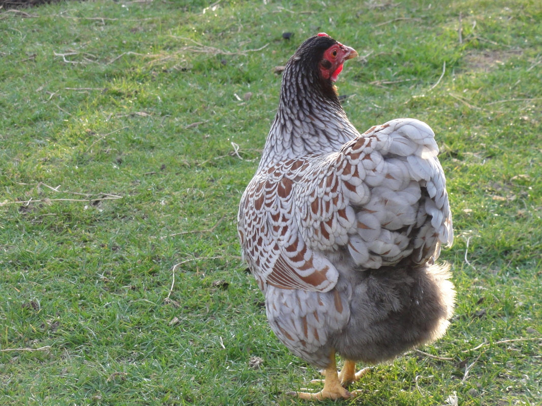 Blue Laced Red Wyandotte Chick