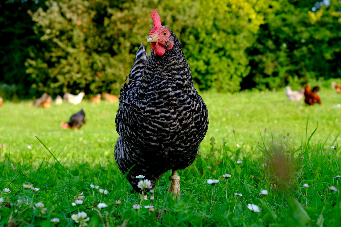 Barred Rock Rooster Chick