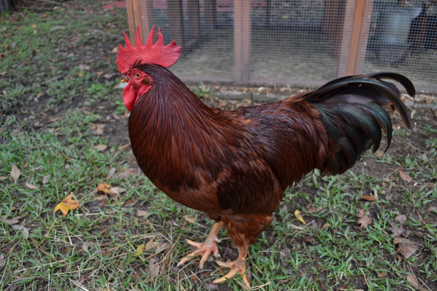 Rhode Island Red Chick Rooster