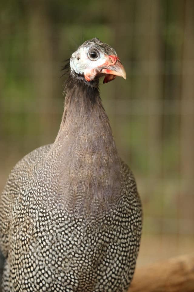 French Guinea