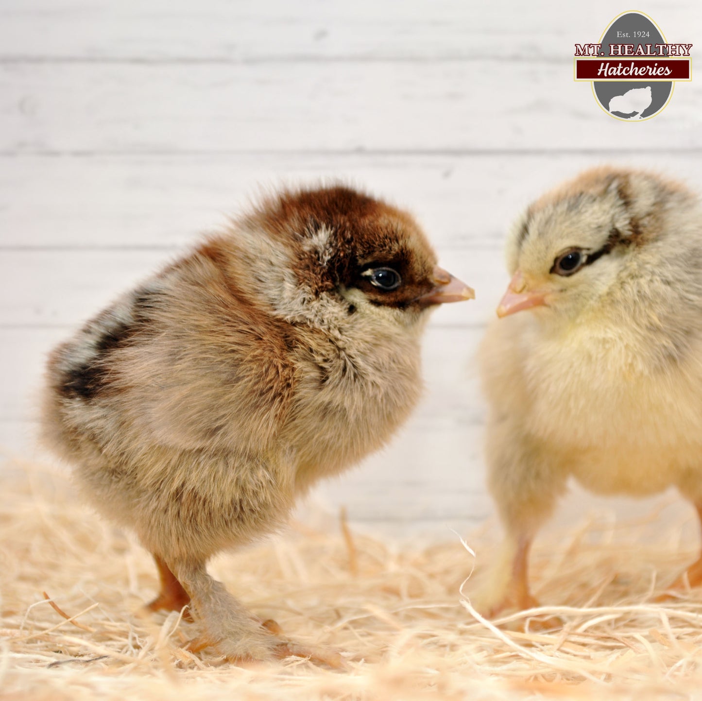 Dark Brahma Chick