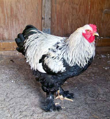 Dark Brahma Rooster Chick