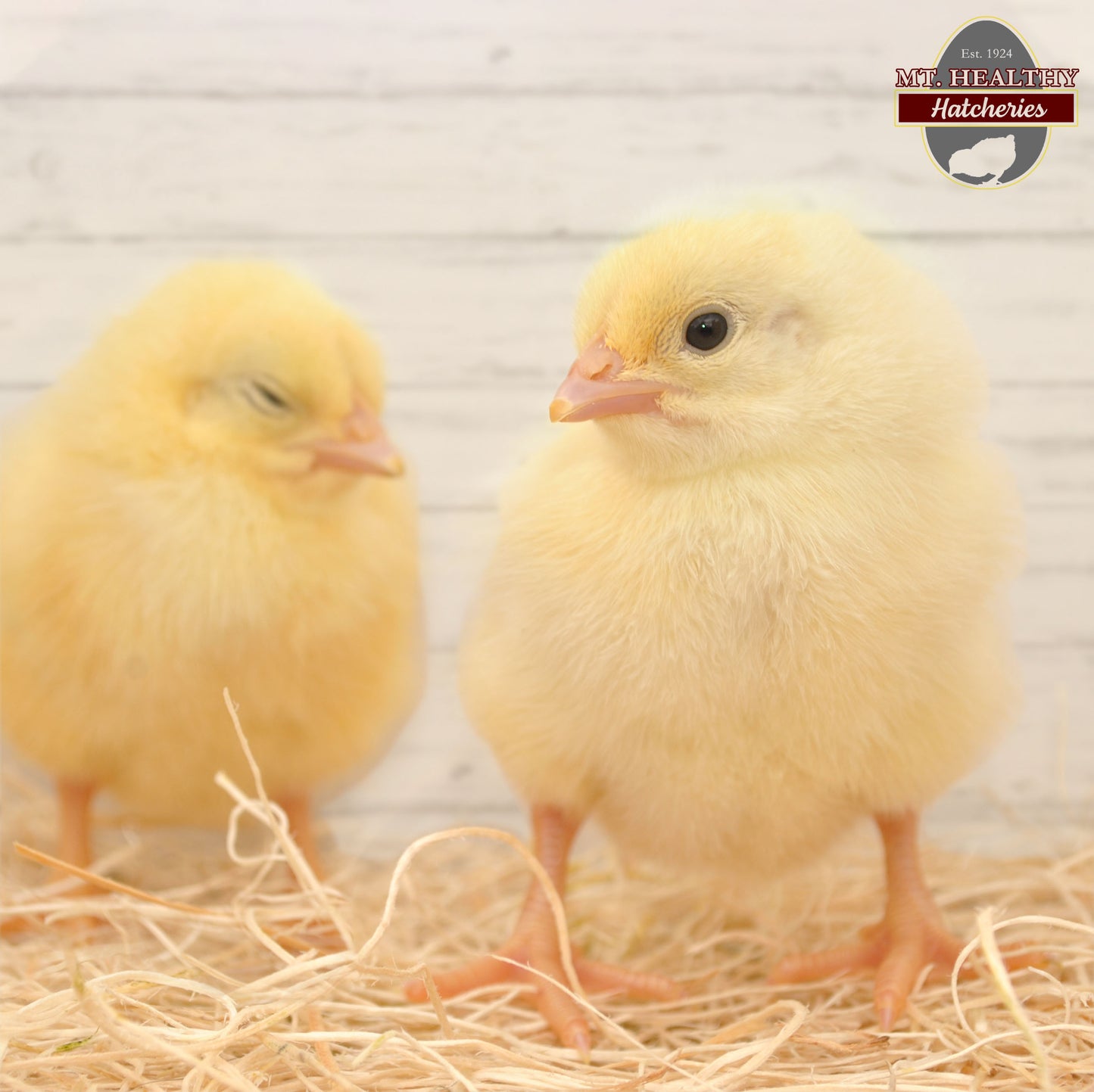 Cornish Rock Straight Run Meat Birds