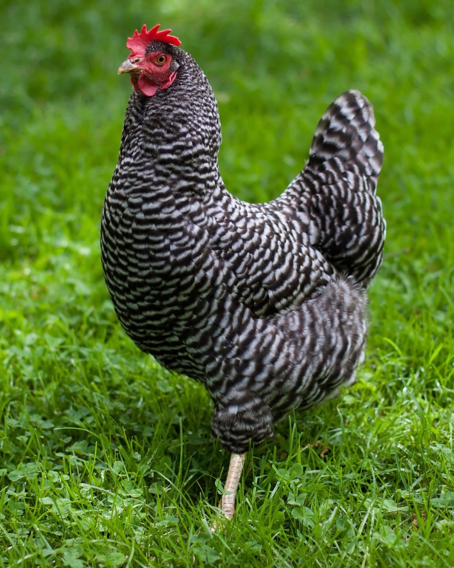 Barred Rock Rooster Chick
