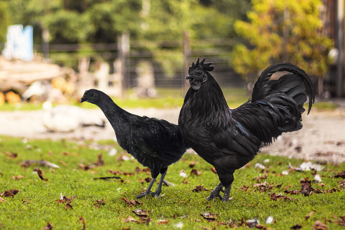 Ayam Cemani Rooster