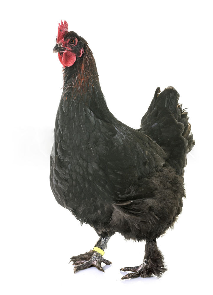 Black Copper Maran Rooster
