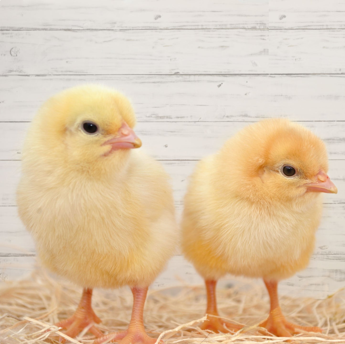 Amberlink Chick