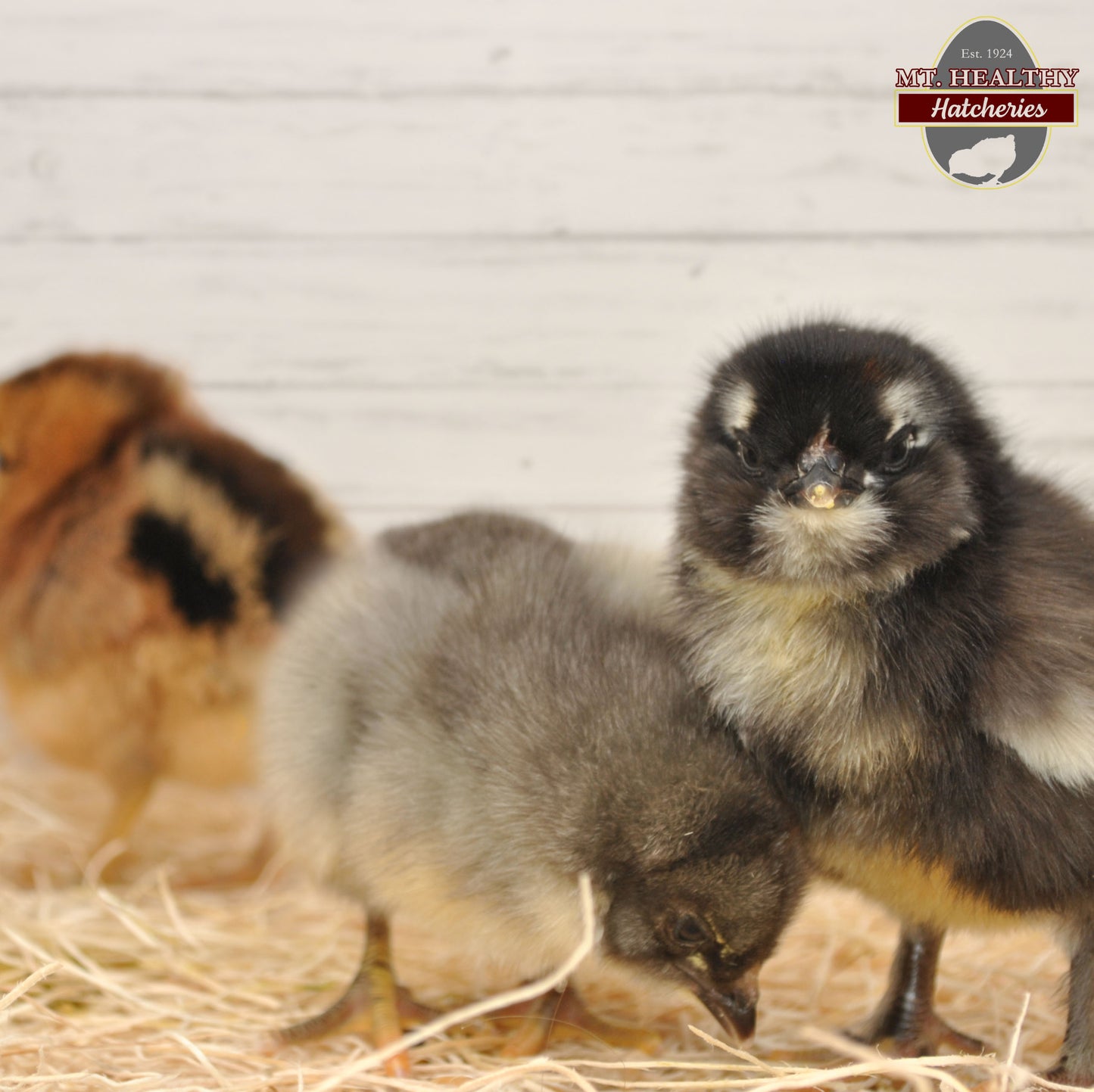 Olive Egger Chick