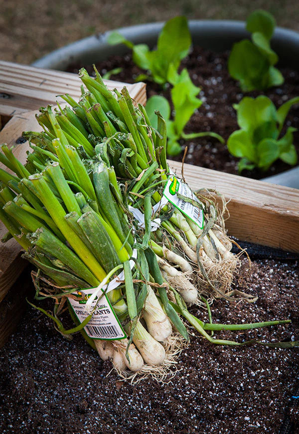 Onion Bunch